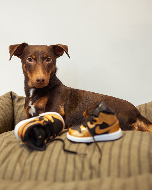 Family Favourites by Frenkie